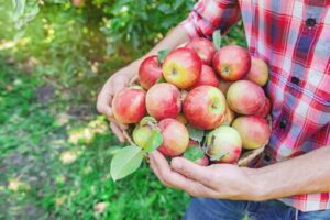 Read more about the article CAN APPLES HELP YOUR BRAIN? HEALTH BENEFITS ARE INCREDIBLE