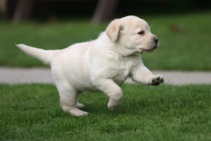 Read more about the article Labrador Retriever Puppies For Sale In Delhi At Best Prices