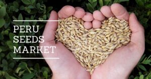 Read more about the article Unveiling Peru’s Thriving Seed Market: Cultivating Growth and Potential