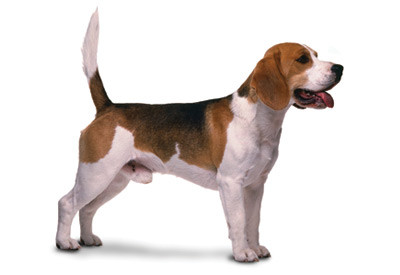 You are currently viewing Beagle Puppies For Sale In Delhi At Best Prices