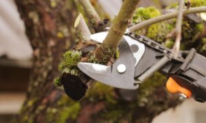 Read more about the article The Advantages of Electric Pruning Shears over Manual Pruners