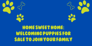Read more about the article Home Sweet Home: Welcoming Puppies for Sale to Join Your Family!
