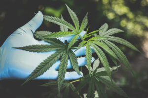 Read more about the article Cannabis Unveiled: Exploring the $30 Billion Legal Marijuana Market’s Path to $297 Billion Growth and Beyond
